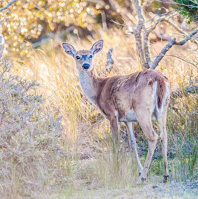 Modern Sophistication Beaches And Waves - White Tail Deer Bambi In The Wild by Alex Grichenko