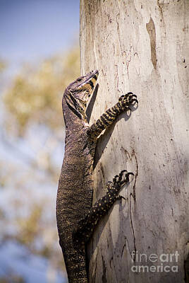 Reptiles Photo Royalty Free Images - Wild Goanna Royalty-Free Image by THP Creative