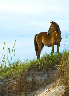 Animals Photos - Wild Horse by Diane Diederich