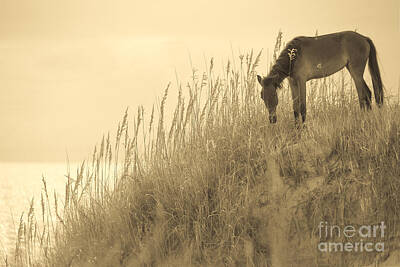 Animals Photos - Wild Horse on the Outer Banks by Diane Diederich
