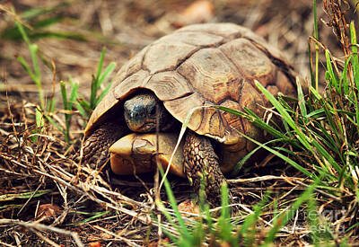 Reptiles Photo Royalty Free Images - Wild Leopard tortoise close up. Tanzania Royalty-Free Image by Michal Bednarek