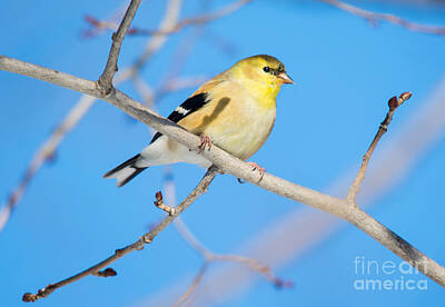 Curated Weekender Tote Bags - Winter American Goldfinch by Cheryl Baxter