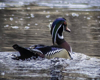 Animals Photo Rights Managed Images - Wood Duck Royalty-Free Image by Ronald Grogan