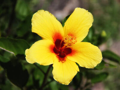 Cactus Royalty Free Images - Yellow Hibiscus Royalty-Free Image by Linda Dunn