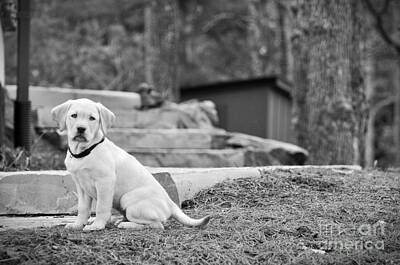 Mother And Child Animals - A Golden Lab named Monty by VS Photo