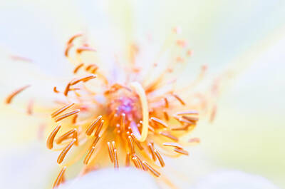 Abstract Flowers Royalty-Free and Rights-Managed Images - Abstract flower by U Schade