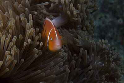 Vintage Pharmacy - Pink Anemonefish In Its Host Anenome by Terry Moore