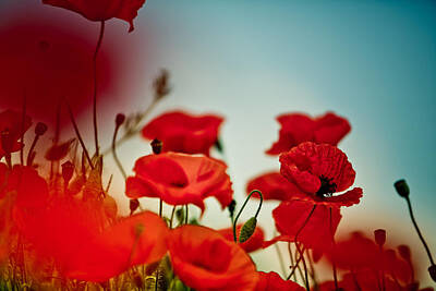 Floral Photos - Poppy Meadow by Nailia Schwarz