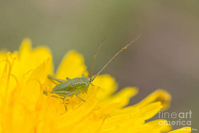 Printscapes - Speckled bush-cricket Nymph by Jivko Nakev