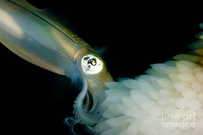 Gold Pattern Royalty Free Images - Bigfin Reef Squid Tending Eggs Royalty-Free Image by Steve Jones