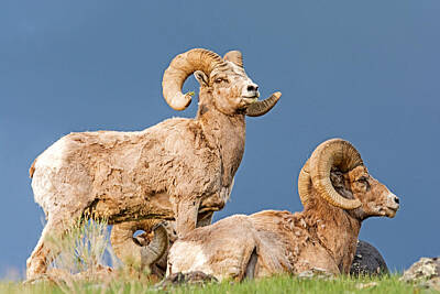 Garden Tools - Bighorn Sheep by Elijah Weber