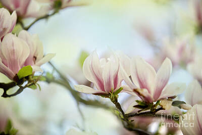 Roses Royalty-Free and Rights-Managed Images - Magnolia Flowers by Nailia Schwarz
