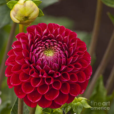 All Black On Trend - Red Dahlia by M J