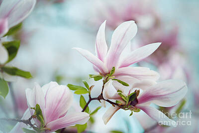 Florals Photos - Magnolia Flowers by Nailia Schwarz
