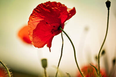 Florals Photos - Poppy Meadow by Nailia Schwarz