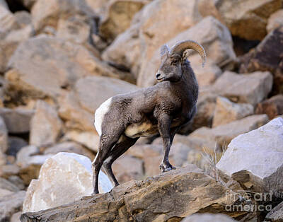 Mellow Yellow Rights Managed Images - Rocky Mountain Bighorn Sheep Royalty-Free Image by Dennis Hammer