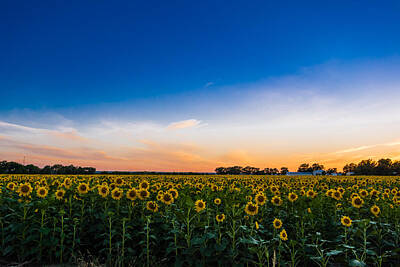 Floral Photos - Texas Sunset over the Sunflower Field by Melinda Ledsome