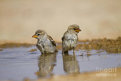 Route 66 Royalty Free Images - House Sparrow Passer domesticus biblicus Royalty-Free Image by Eyal Bartov
