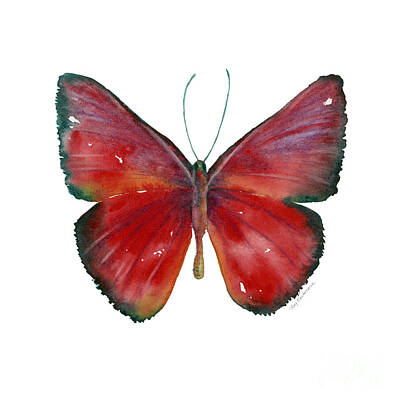 Animals Paintings - 16 Mesene Rubella Butterfly by Amy Kirkpatrick
