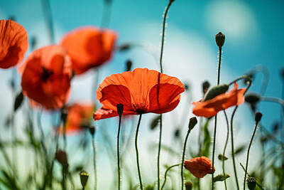 Royalty-Free and Rights-Managed Images - Poppy Meadow by Nailia Schwarz