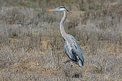 Cities Rights Managed Images - Heron Royalty-Free Image by Elijah Weber