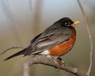 Fine Dining Rights Managed Images - American Robin on branch Royalty-Free Image by Mark Wallner