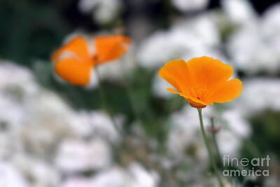 Botanical Farmhouse - California Poppy by Henrik Lehnerer