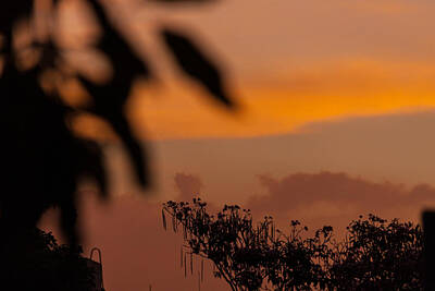 Animals And Earth Rights Managed Images - Caracas sunset Royalty-Free Image by Juan Carlos Lopez