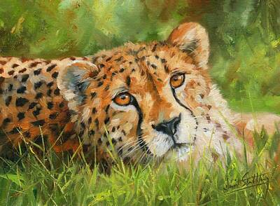 Mammals Paintings - Cheetah by David Stribbling