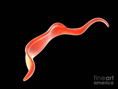 Landmarks Digital Art - Conceptual Image Of Trypanosoma by Stocktrek Images