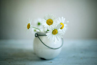 Royalty-Free and Rights-Managed Images - Daisy Flowers by Nailia Schwarz