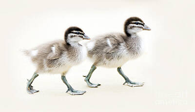 Birds Photos - Ducklings by THP Creative