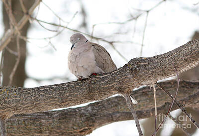 Little Mosters - Eurasian Collard Dove by Lori Tordsen