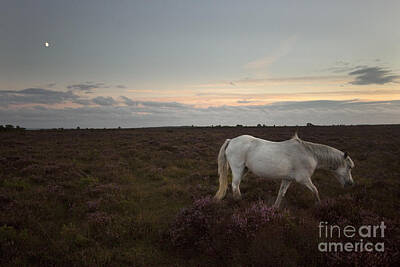 Pop Art - Evening In New Forest by Ang El