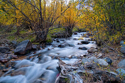 Mammals Photos - Fall at Big Pine Creek by Cat Connor