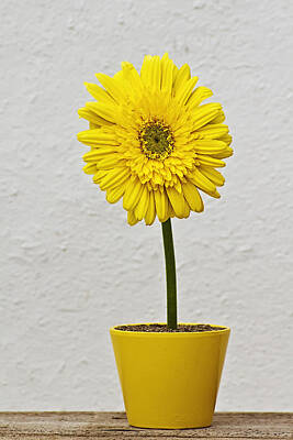 Landscapes Kadek Susanto Royalty Free Images - Flower in vase Royalty-Free Image by Paulo Goncalves