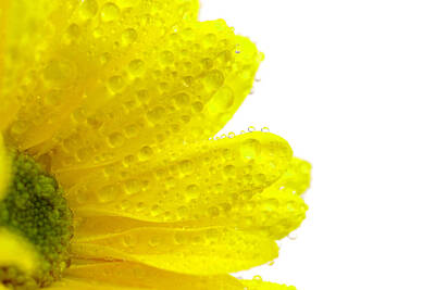 Abstract Photos - Fresh Spring Flower by Lane Erickson