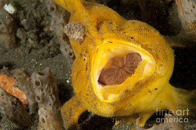 State Love Nancy Ingersoll - Frogfish With Large Lure, Open Mouth by Steve Jones