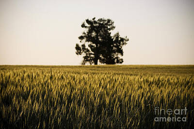 Modigliani - Grain Fields by THP Creative