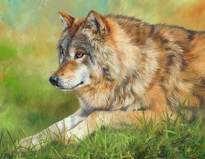 Animals Rights Managed Images - Grey Wolf Royalty-Free Image by David Stribbling