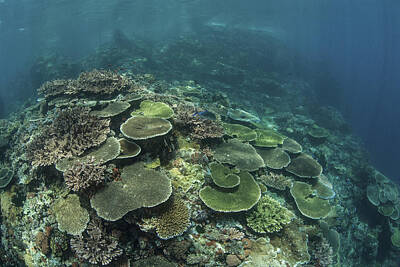 Aretha Franklin - Healthy Reef-building Corals Thrive by Ethan Daniels