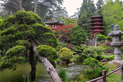 Floral Photos - Japanese Tea Garden - Golden Gate Park by Adam Romanowicz