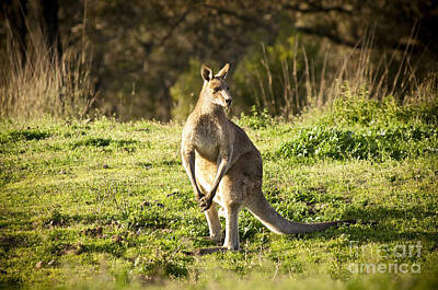 Animal Surreal - Kangaroo by THP Creative