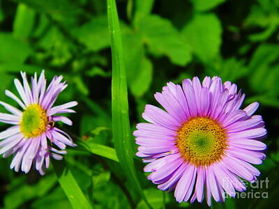 Jolly Old Saint Nick - Two Lavender Wild Daisies by Dale Jackson