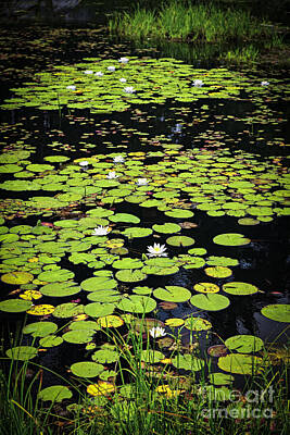 Lilies Royalty-Free and Rights-Managed Images - Lily pads on dark water 1 by Elena Elisseeva