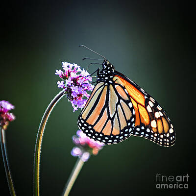 Wild Horse Paintings - Monarch butterfly 1 by Elena Elisseeva