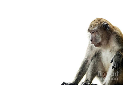 Tying The Knot - Monkey by THP Creative