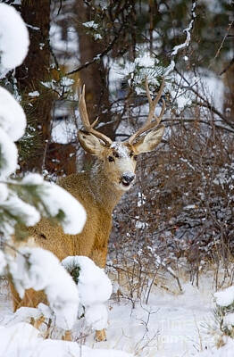 Steven Krull Photos - Mule Deer in Snow by Steven Krull