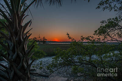 Wild Weather - Palm Sunset by Dale Powell