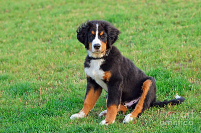 Portraits Royalty-Free and Rights-Managed Images - Portrait of puppy Bernese mountain dog  by Michal Bednarek